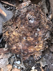 Daleomyces phillipsii