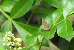 Calycopis caulonia