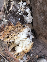 Daleomyces phillipsii