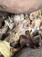 Daleomyces phillipsii