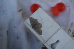 Ectropis crepuscularia