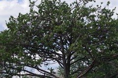 Vangueria parvifolia