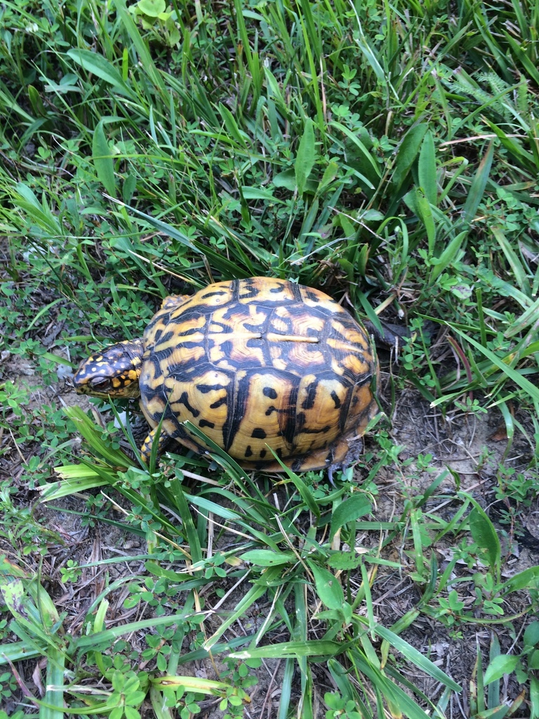 Eastern Box Turtle in June 2017 by Brian Hunt · iNaturalist