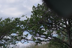 Vangueria parvifolia