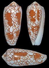 Conus omaria