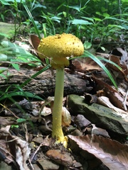 Amanita levistriata