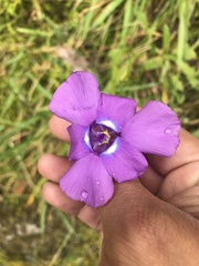 Ennealophus foliosus