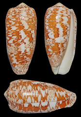 Conus omaria