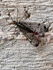 Panorpa lacedaemonia