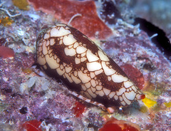 Conus omaria