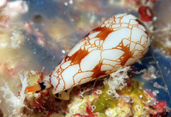 Conus omaria