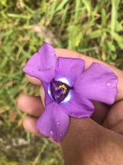 Ennealophus foliosus