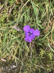 Ennealophus foliosus