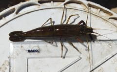 Macrobrachium americanum