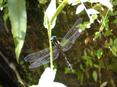 Macrothemis tessellata
