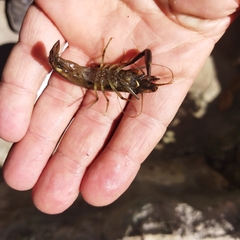 Macrobrachium americanum