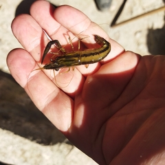 Macrobrachium americanum