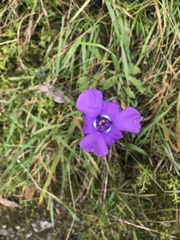 Ennealophus foliosus