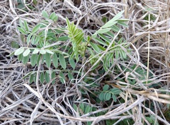 Astragalus plattensis
