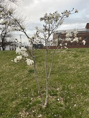 Magnolia stellata