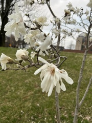 Magnolia stellata