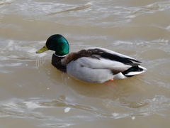 Anas platyrhynchos