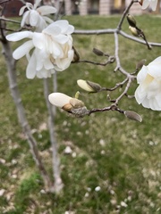 Magnolia stellata