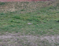 Streptopelia decaocto