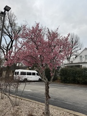 Prunus serrulata