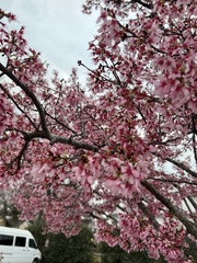 Prunus serrulata