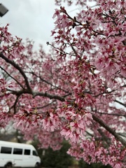 Prunus serrulata