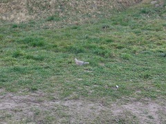 Streptopelia decaocto