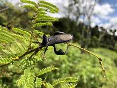 Anoplocnemis madagascariensis