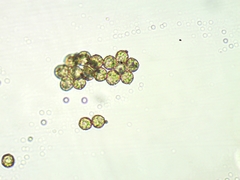 Cribraria vulgaris