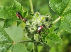 Oxycarenus lavaterae