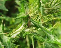 Epimeces