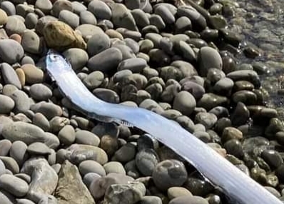 Streamer fish (Agrostichthys parkeri) — Regalecidae