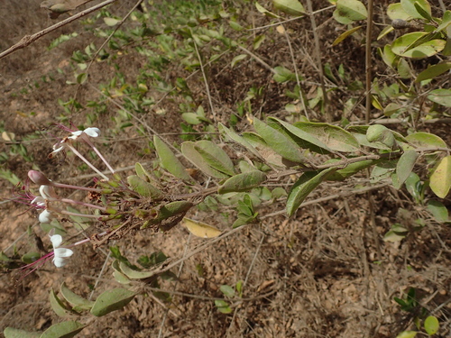 Volkameria inermis image