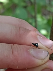 Scolopterus penicillatus