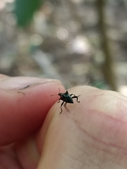 Scolopterus penicillatus