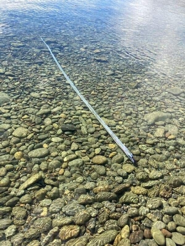 Streamer fish (Agrostichthys parkeri) — Regalecidae — 3