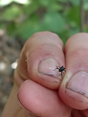 Scolopterus penicillatus