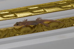 Hemidactylus frenatus