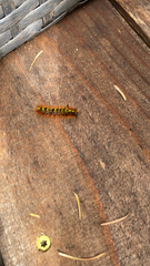 Lophocampa argentata