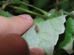 Polydrusus confluens