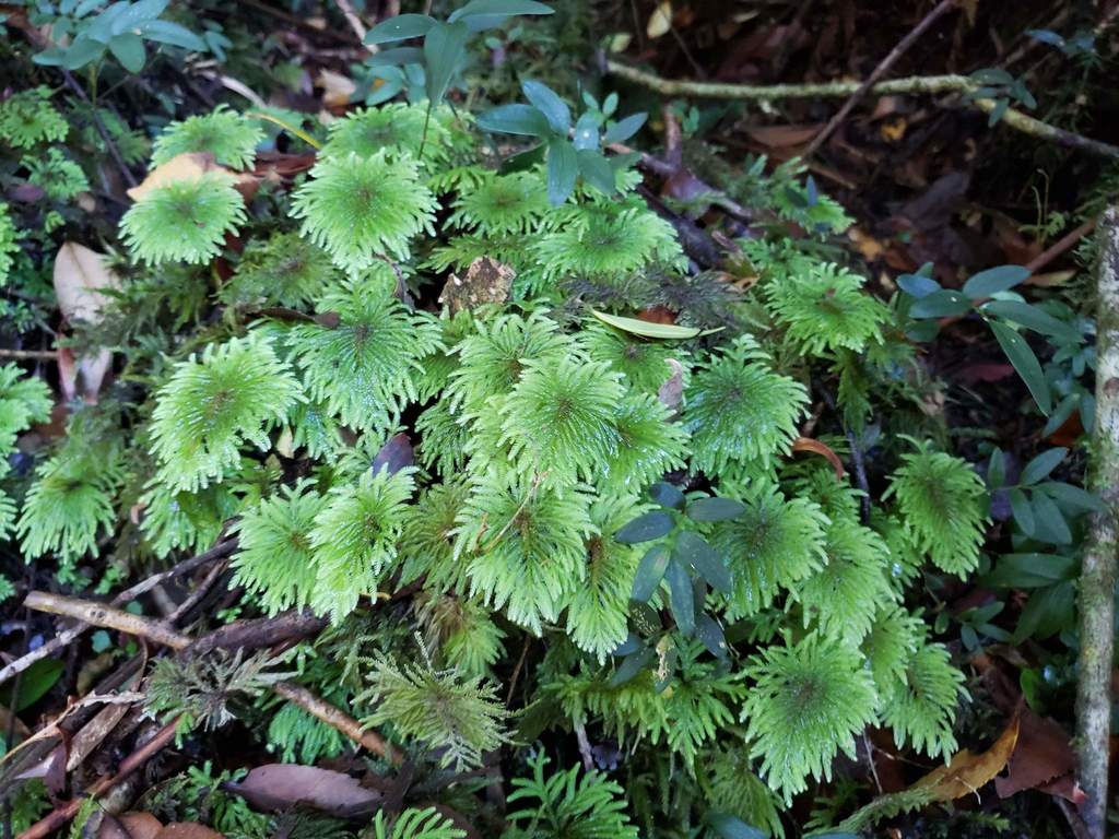 Hypopterygium