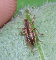 Polydrusus confluens