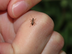 Polydrusus confluens