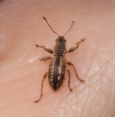 Polydrusus confluens