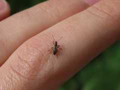 Polydrusus confluens